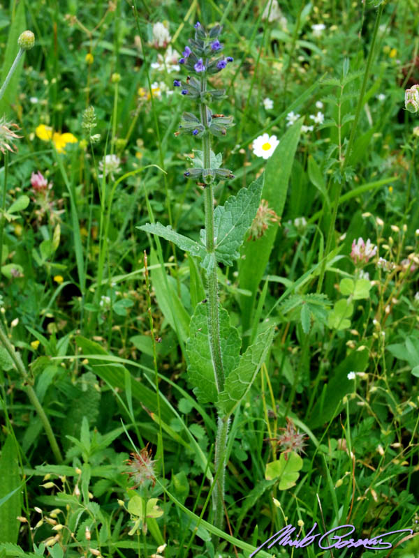 Salvia verbenaca